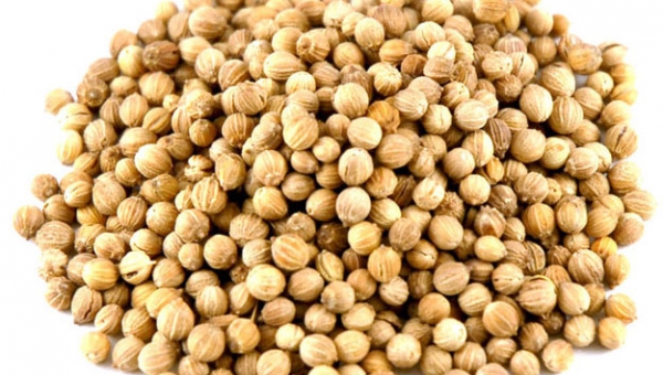 Coriander