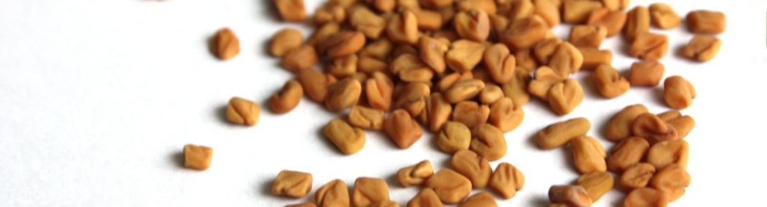 Fenugreek