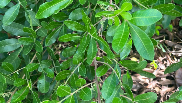 Pink pepper new crop