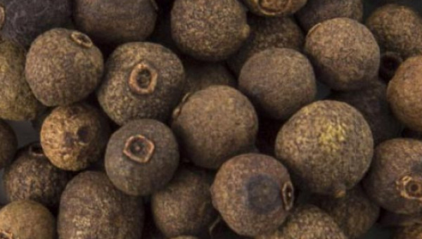 Mexican allspice outlook