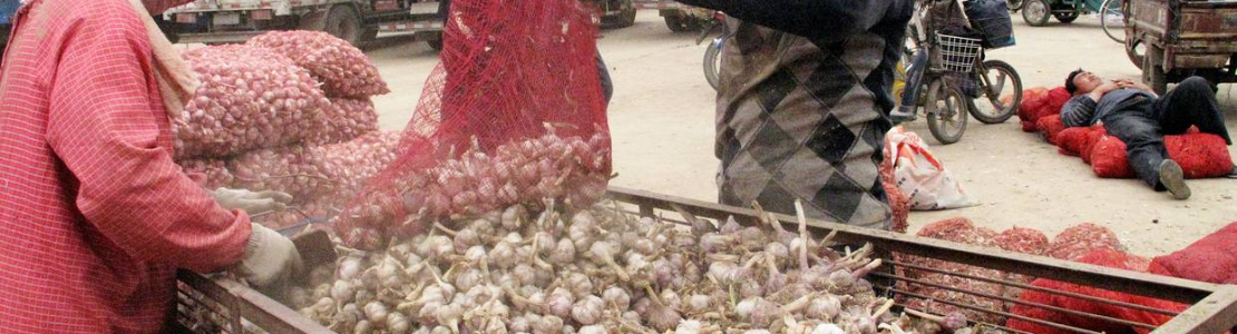 Bullish Chinese Garlic