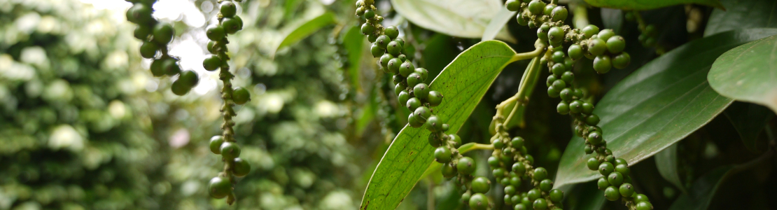 Black pepper shows promise for 2024