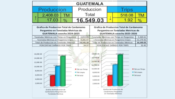Guatemala Cardamom Harvest 2025–202